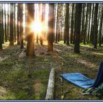 Japanese Forest Bathing For Your Equanimity